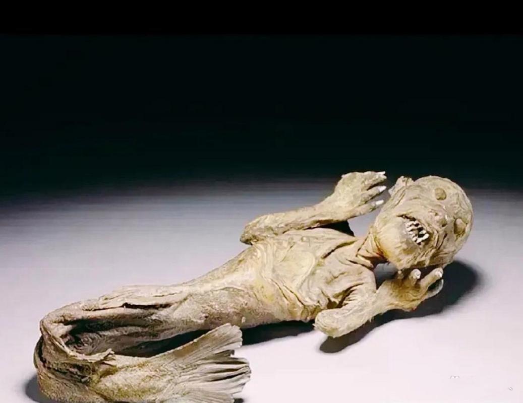 美人鱼化石图片？美人鱼化石真的存在吗？  第2张