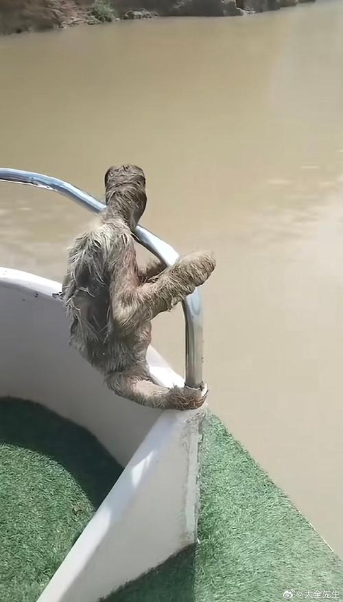 水猴子是什么？水猴子是什么东西？  第1张