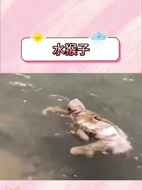 水猴子是什么？水猴子是什么东西？  第4张