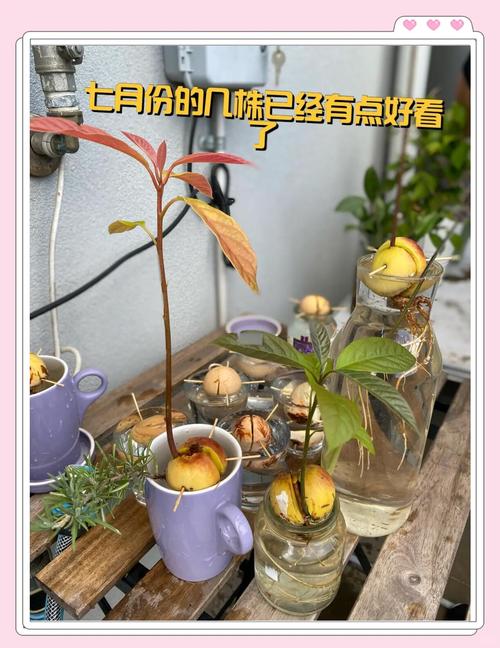 世界上比较高的树有几米，世界上比较高的树是什么树有多少米  第4张