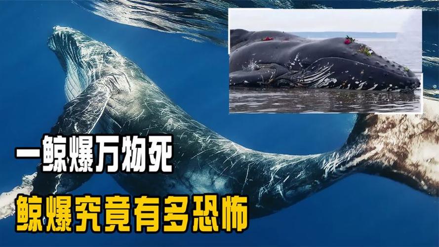 巨人观爆炸图片，巨人观爆炸的威力  第3张