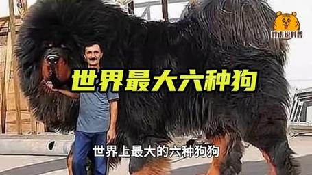 世界最大的狗，世界最大的狗品种？  第1张