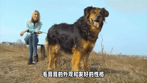 世界最大的狗，世界最大的狗品种？  第5张