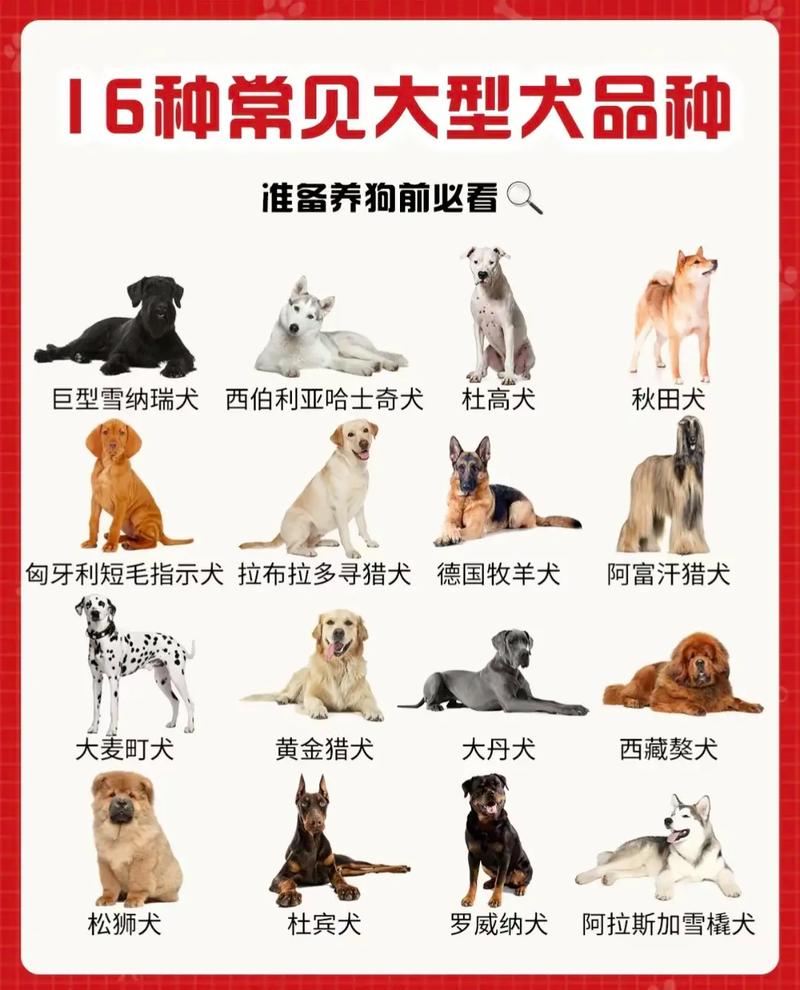 世界最大的狗，世界最大的狗品种？  第6张
