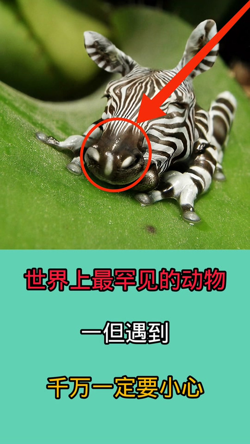 爪哇虎为什么不怕科莫多巨蜥，爪哇虎吃科莫多  第3张