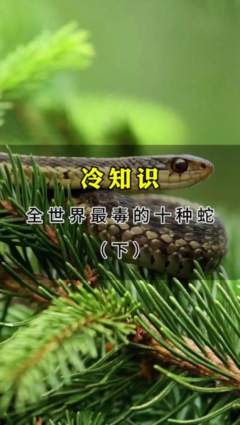 世界上体型最大的毒蛇，世界上体型最大的毒蛇只有眼镜王蛇一种吗?？  第5张