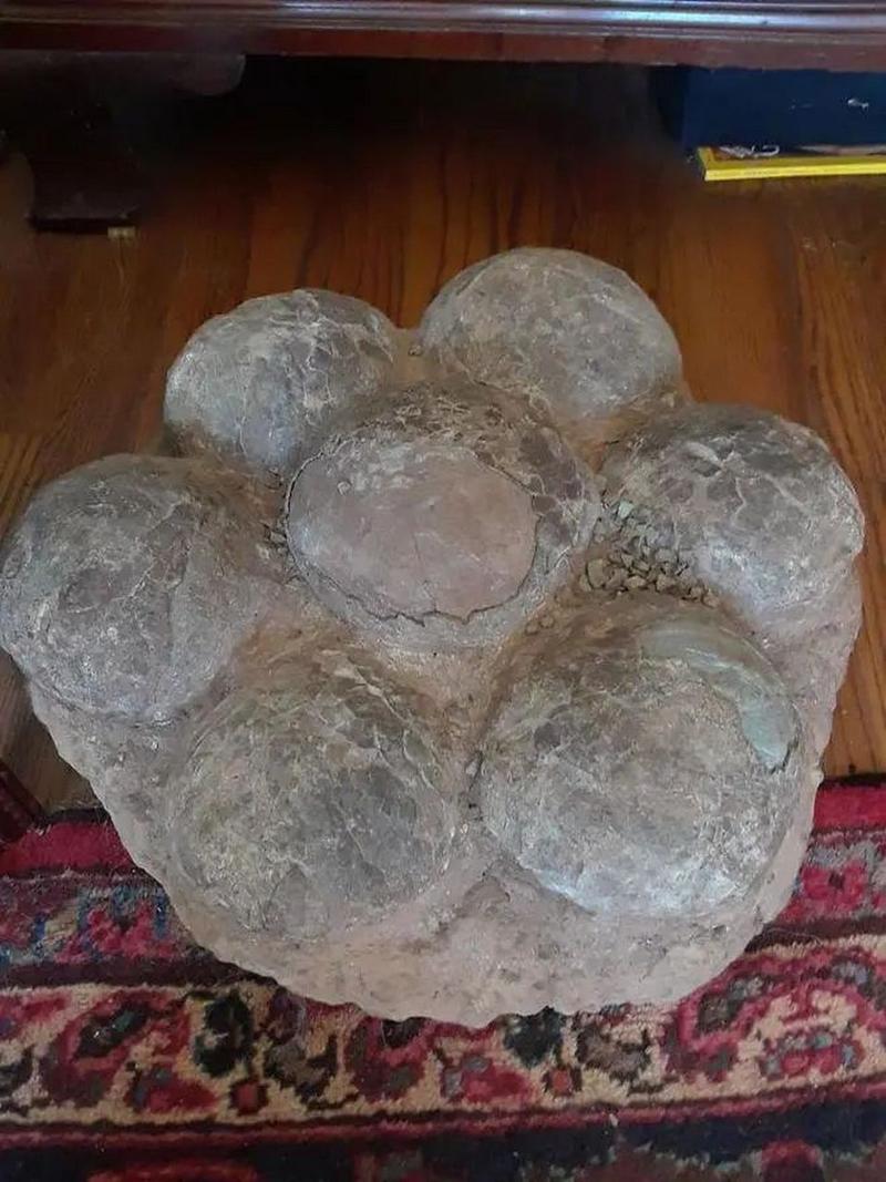 恐龙化石费用？恐龙蛋化石值多少钱？  第1张