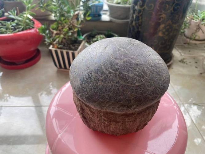 恐龙化石费用？恐龙蛋化石值多少钱？  第2张