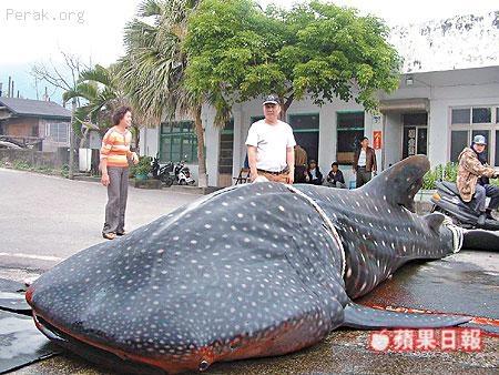 泰国吃人鱼事件，泰国食人鱼  第4张