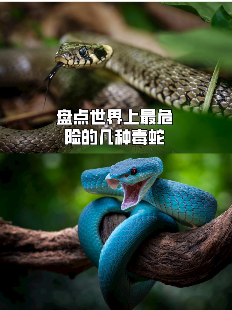 世界上最大的蛇兔子，世界上最大的蛇兔子是什么？  第5张