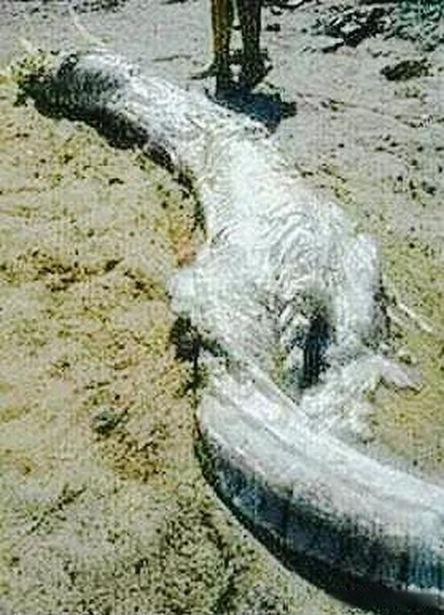 世界未解之谜诡异事件大全龙，世界未解之谜震惊事件？  第3张