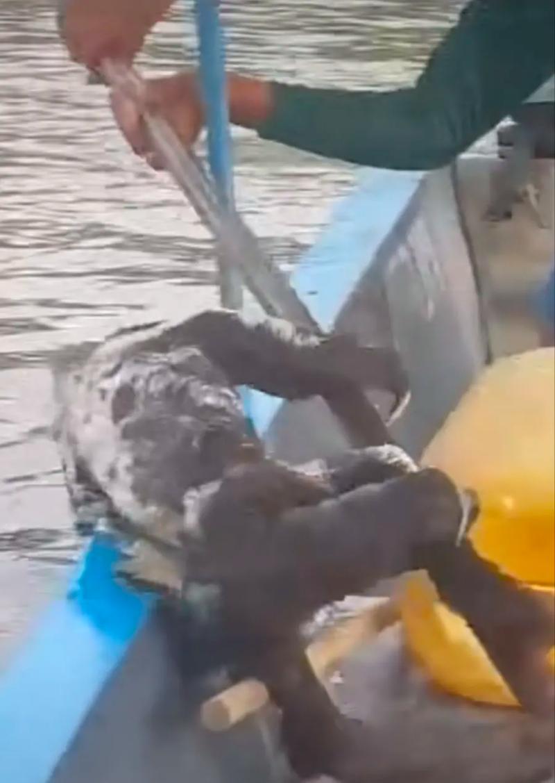 广东水猴子水鬼图片，湛江水猴子  第3张