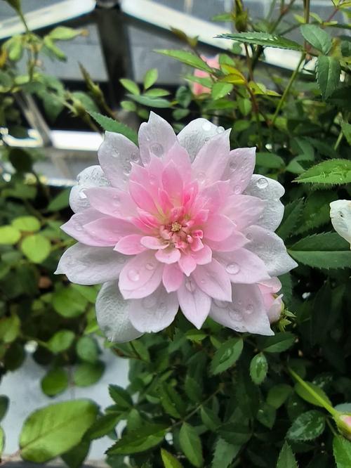 世界上最小的花是什么的花？世界上最小的花是什么的花,连肉眼都看不清楚？  第4张