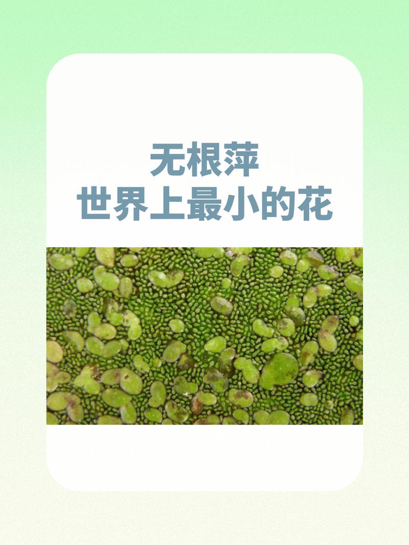 世界上最小的花是什么的花？世界上最小的花是什么的花,连肉眼都看不清楚？  第5张