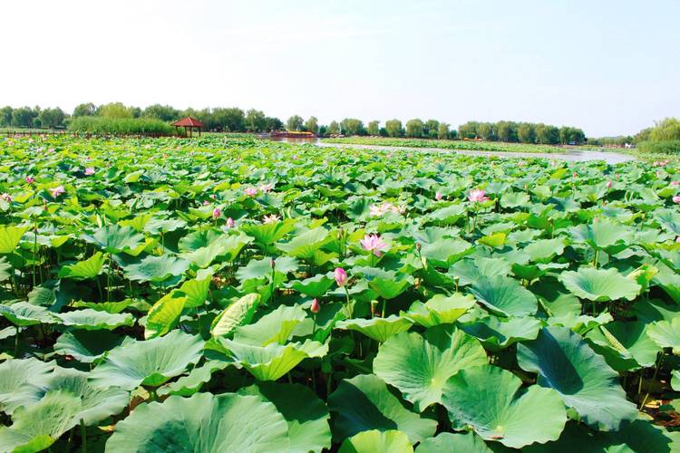 白洋淀景区今天天气？白洋淀天气15日查询？  第1张