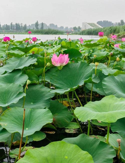 白洋淀景区今天天气？白洋淀天气15日查询？  第3张