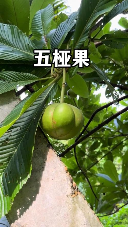 非洲象人大尺度视频，非洲象人的视频  第1张