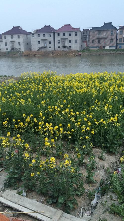 兴化天气预报7天气，兴化天气预报天气30天？  第5张