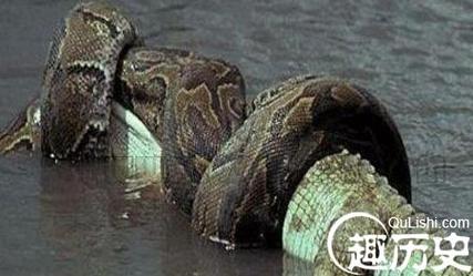1995年的安徽巨蟒渡劫事件，1995年安徽巨蟒渡劫事件是真的吗？  第2张