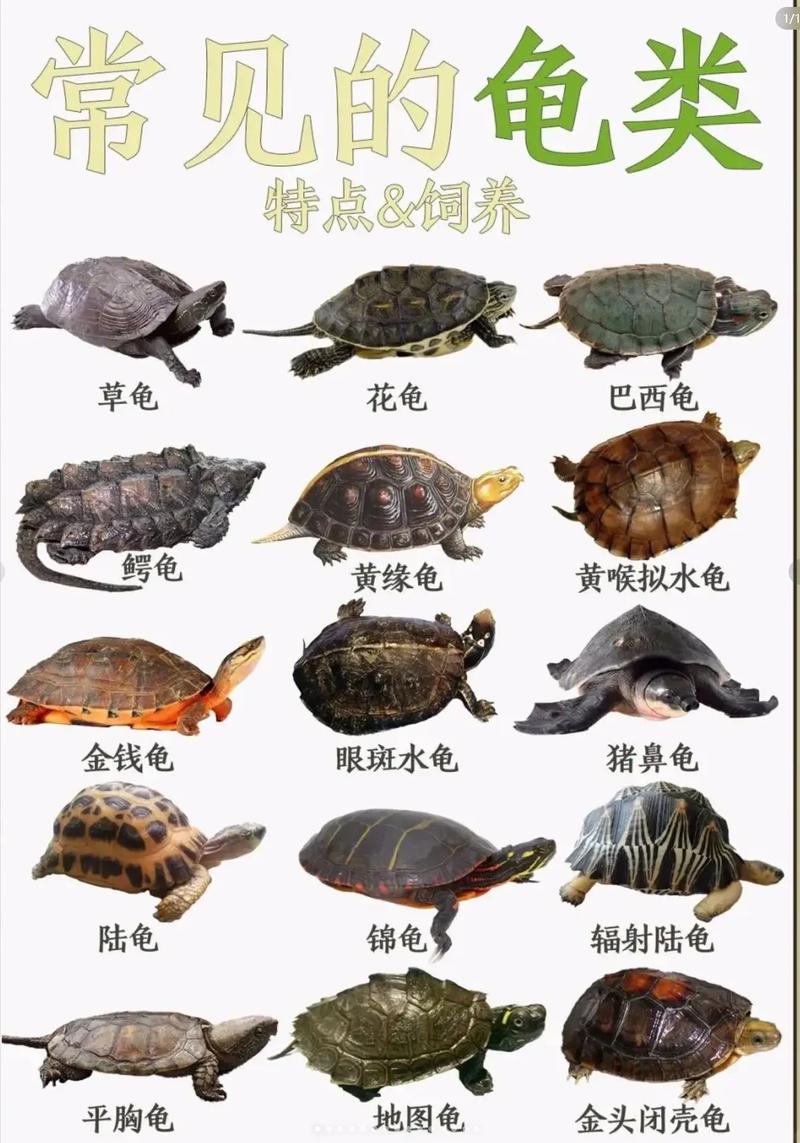 世界最大乌龟排名，世界上最大的乌龟排名榜？  第1张