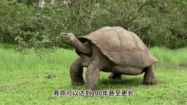 世界最大乌龟排名，世界上最大的乌龟排名榜？  第2张