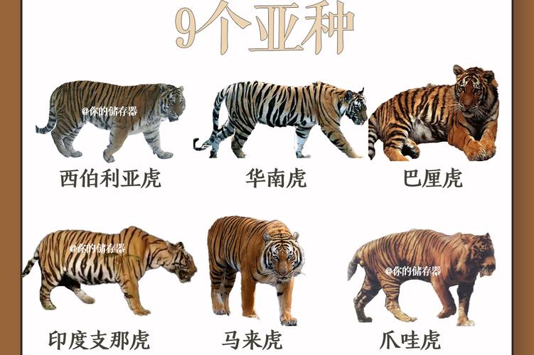 巴厘虎和爪哇虎，巴厘虎和爪哇虎的区别  第1张