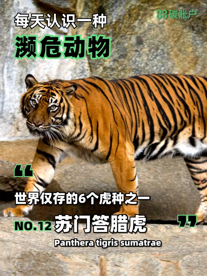 巴厘虎和爪哇虎，巴厘虎和爪哇虎的区别  第2张
