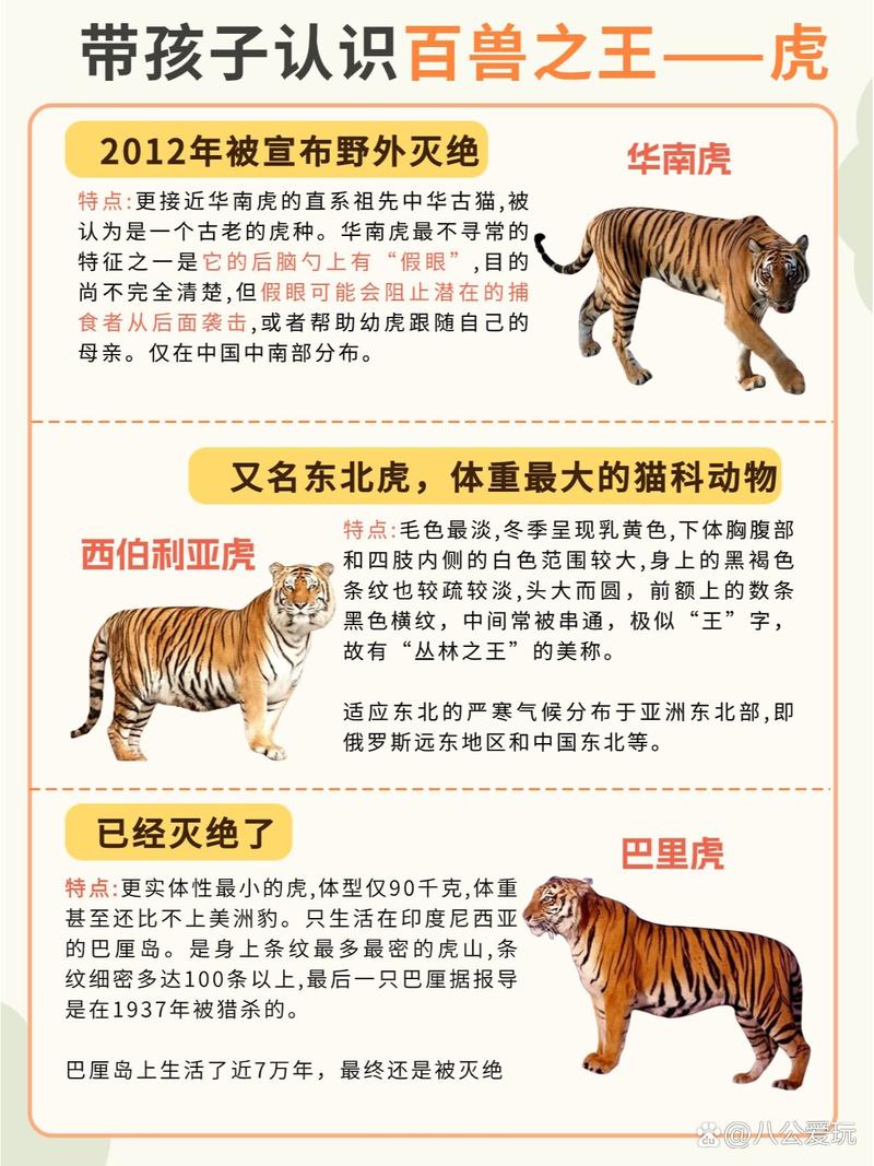 巴厘虎和爪哇虎，巴厘虎和爪哇虎的区别  第4张