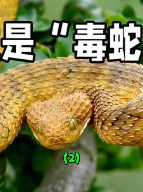箭毒蛙vs毒蛇，箭毒蛙的敌人是谁  第2张