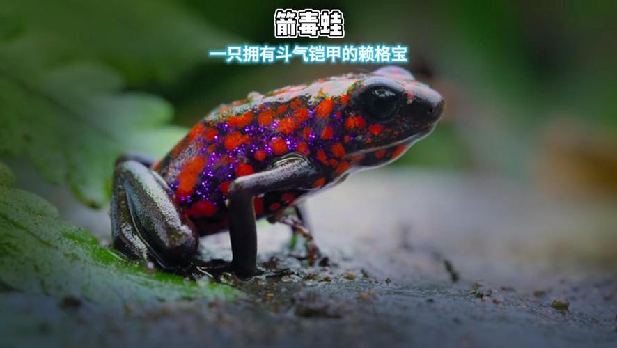 箭毒蛙vs毒蛇，箭毒蛙的敌人是谁  第6张