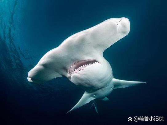 最可怕的双头动物，恐怖的双头生物？  第1张