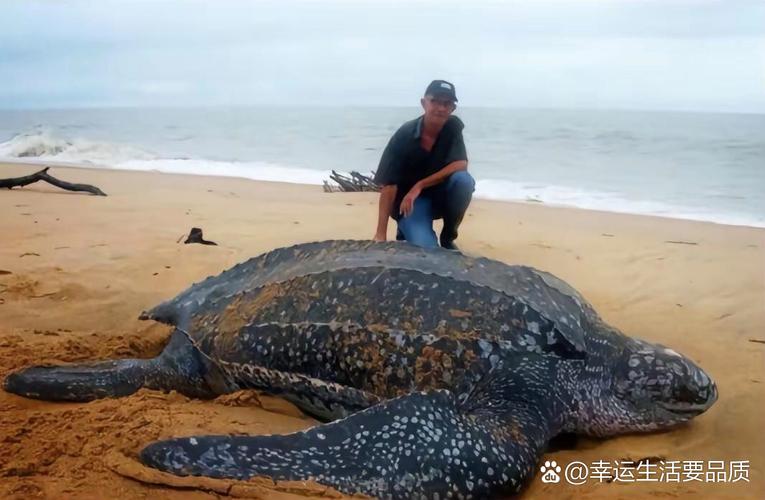 世界上最大的巨型海龟？世界上最大的海龟是什么品种？  第2张