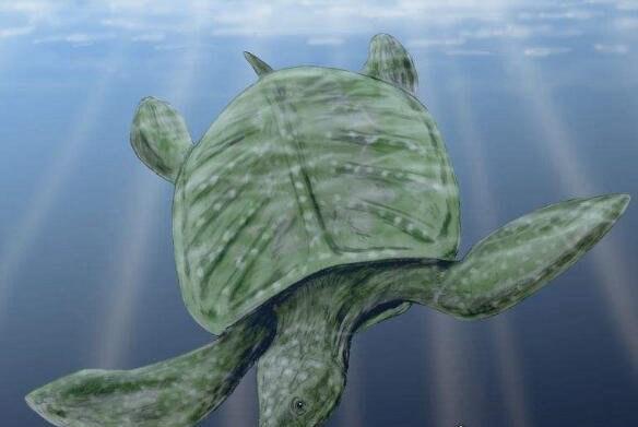 世界上最大的巨型海龟？世界上最大的海龟是什么品种？  第3张