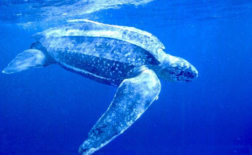 世界上最大的巨型海龟？世界上最大的海龟是什么品种？  第6张