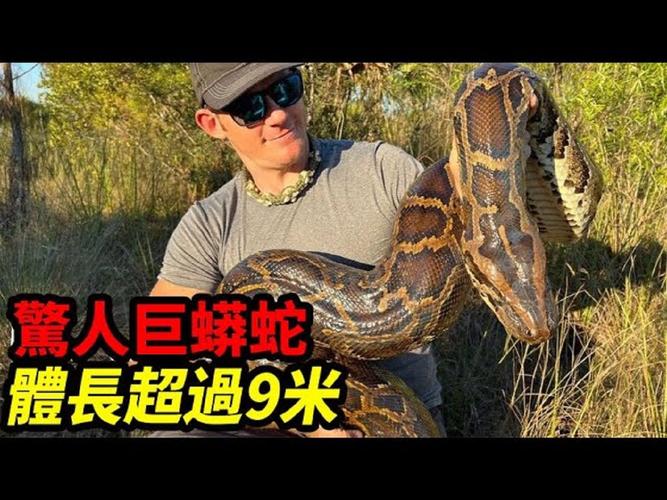 世界上真的有巨蟒蛇吗，世界上有没有蟒蛇存在？  第4张