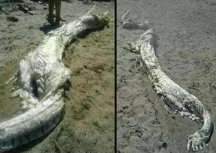奇异事件松花江坠龙，松花江跳江事件？  第5张