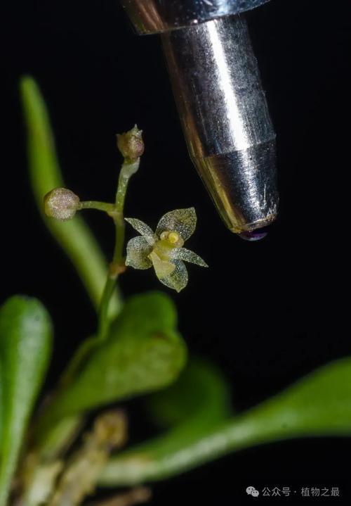 世界上最小的花是什么的花呢？世界上最小的花是什么植物的花？  第2张