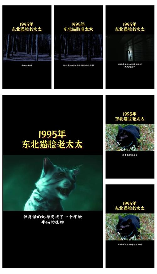 哈尔滨猫脸老太太灵异事件真相，哈尔滨猫脸老太太真的假的  第1张
