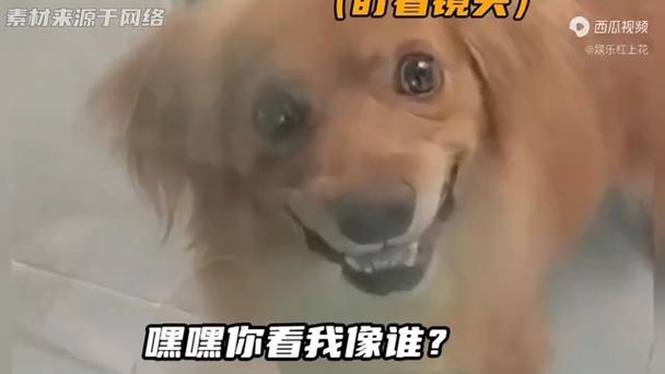 微笑狗图片原图恐怖视频，微笑狗图片原图吓人  第4张