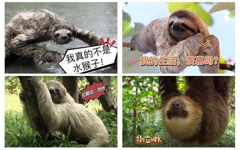 树懒为什么死在拉屎过程中，树懒为什么拉屎会死？  第1张