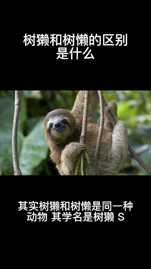 树懒为什么死在拉屎过程中，树懒为什么拉屎会死？  第2张