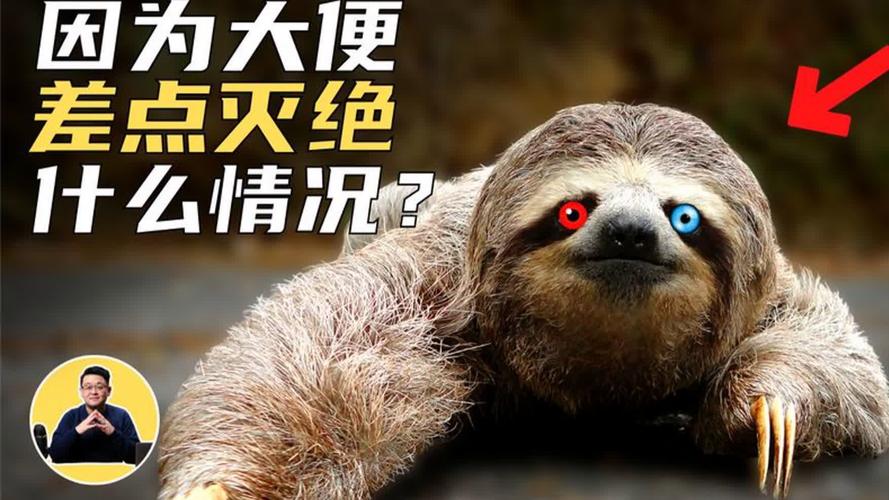 树懒为什么死在拉屎过程中，树懒为什么拉屎会死？  第6张