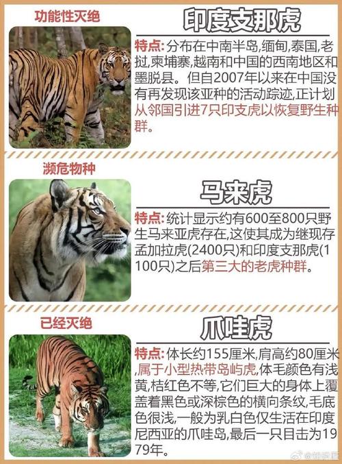 巴厘虎介绍？巴厘虎的资料？  第1张