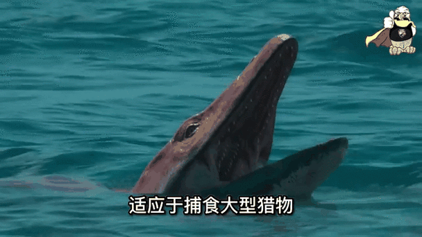 巴厘虎介绍？巴厘虎的资料？  第4张