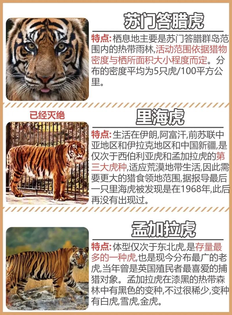 巴厘虎介绍？巴厘虎的资料？  第6张