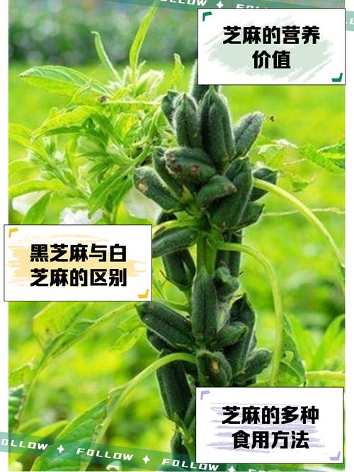 密集恐惧症黑芝麻洗澡，芝麻女孩密集恐惧症照片？  第2张