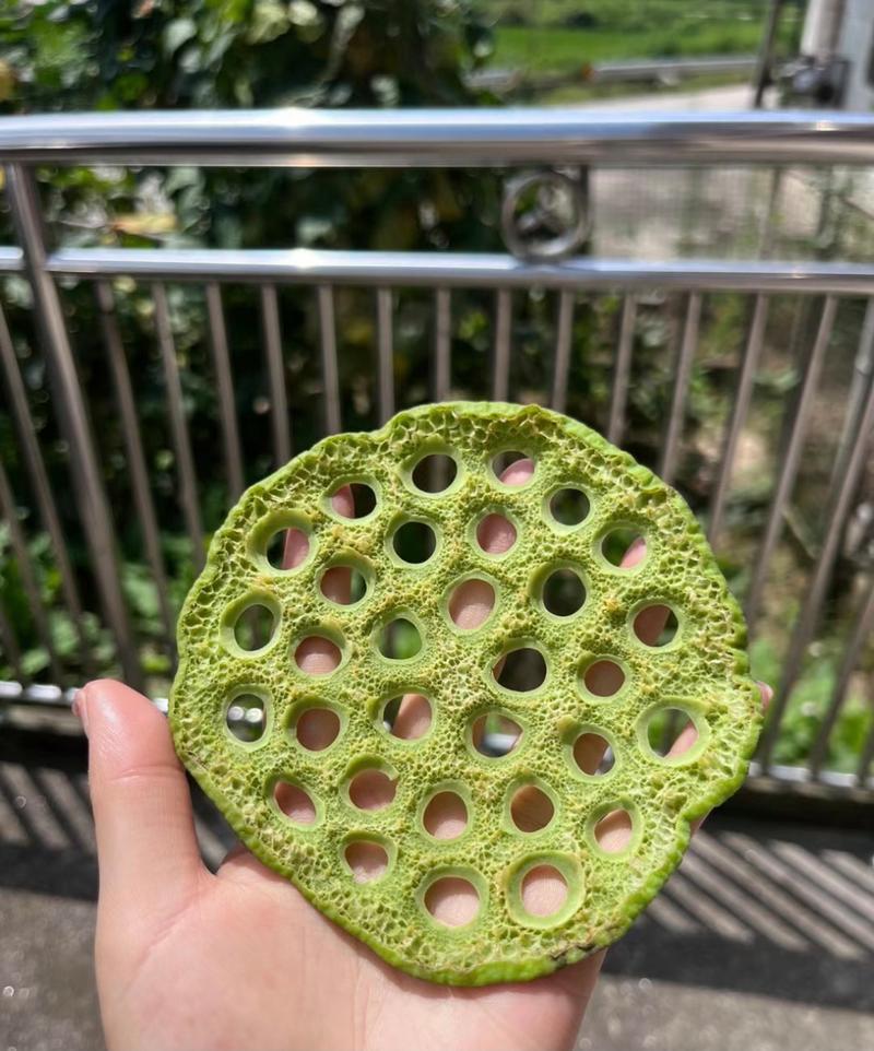 密集恐惧症黑芝麻洗澡，芝麻女孩密集恐惧症照片？  第5张