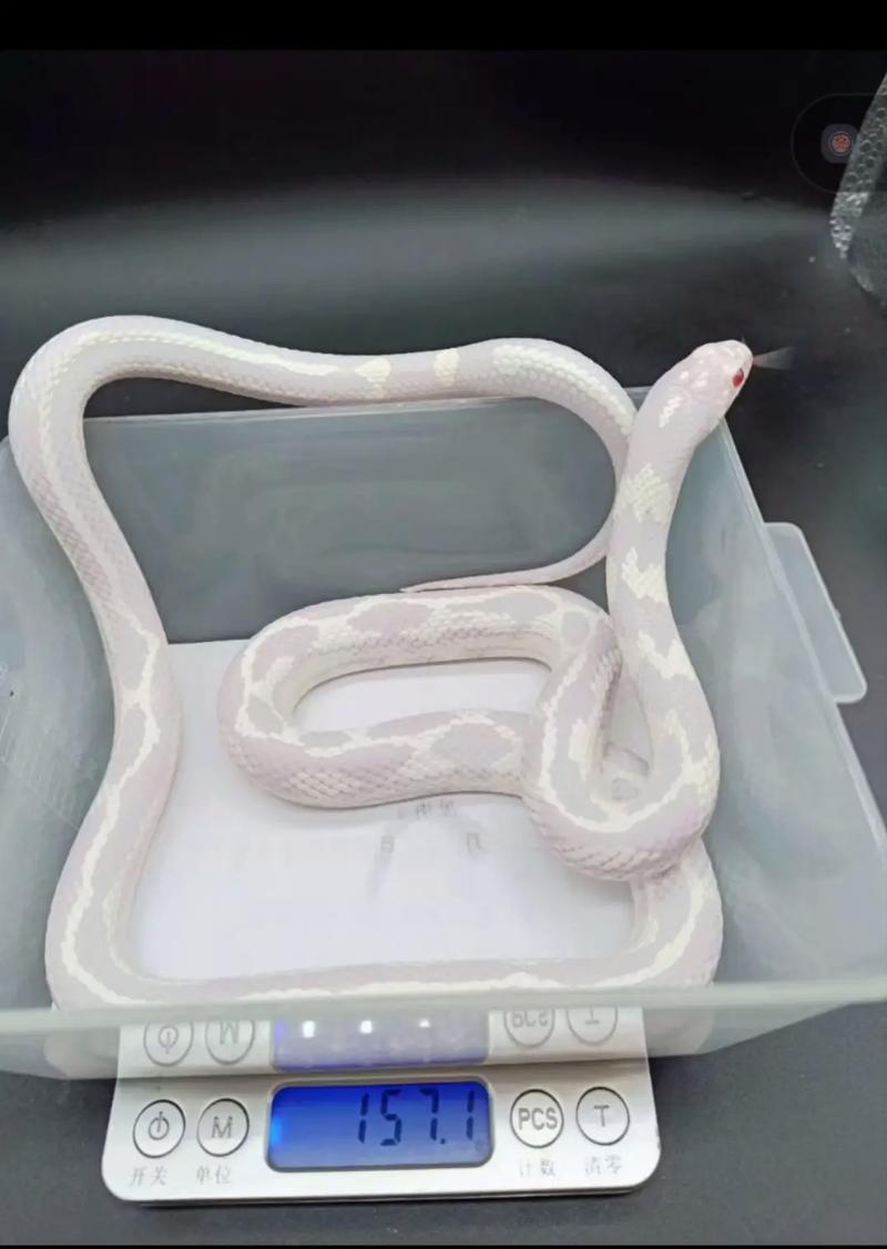 宠物蛇专卖网？宠物蛇专卖网便宜？  第2张