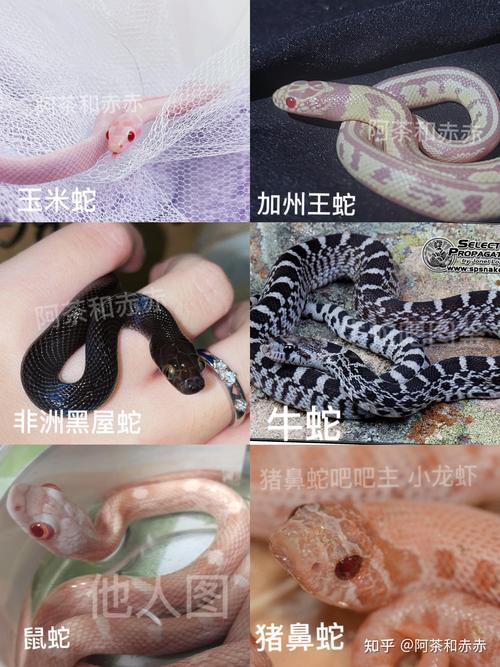 宠物蛇专卖网？宠物蛇专卖网便宜？  第4张