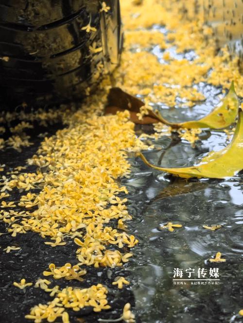 最新海宁的天气预报，本周海宁天气预报？  第5张